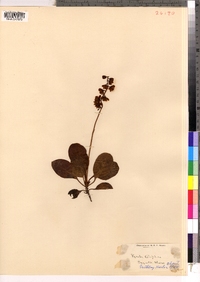 Pyrola elliptica image