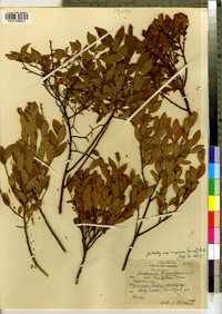 Vaccinium angustifolium image