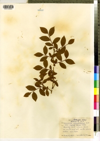 Vaccinium angustifolium image