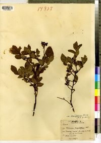 Vaccinium angustifolium image