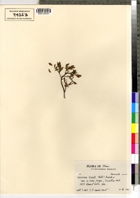 Vaccinium boreale image