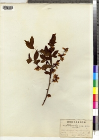 Vaccinium corymbosum image