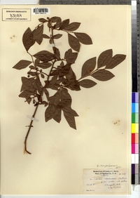 Vaccinium corymbosum image