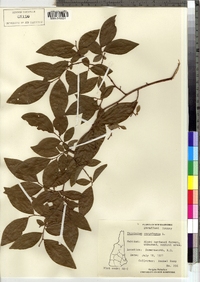 Vaccinium corymbosum image