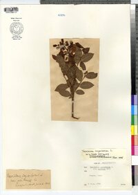 Vaccinium corymbosum image