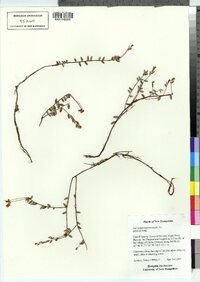 Vaccinium macrocarpon image