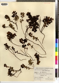 Vaccinium vitis-idaea image