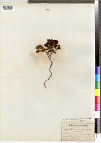 Vaccinium vitis-idaea image