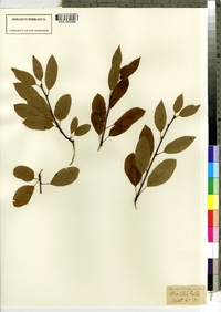 Ilex mucronata image