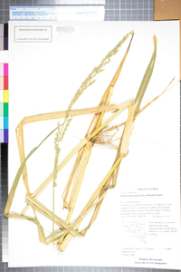 Echinochloa polystachya image