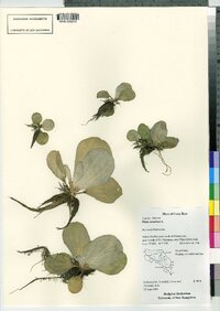 Pistia stratiotes image