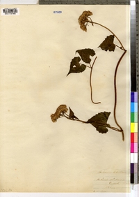Mikania scandens image