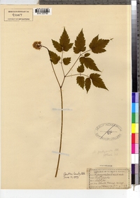 Actaea pachypoda image