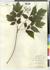 Actaea rubra image