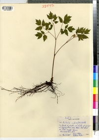 Actaea rubra image