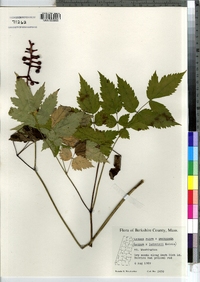 Image of Actaea ludovici