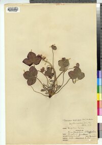 Hepatica nobilis var. obtusa image