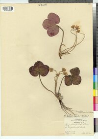 Hepatica nobilis var. obtusa image