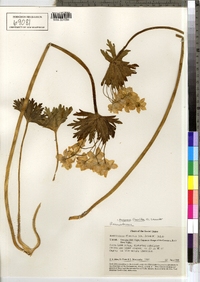 Image of Anemonastrum flaccidum