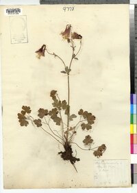 Aquilegia canadensis image