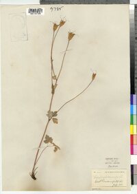 Aquilegia canadensis image