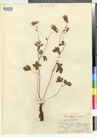 Aquilegia canadensis image