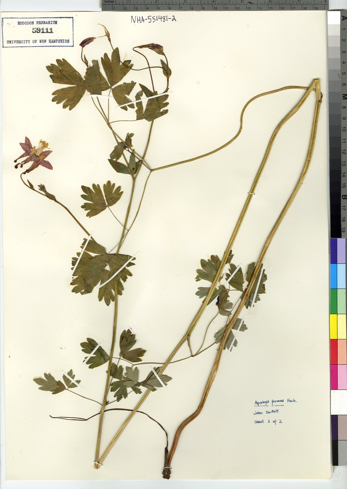 Aquilegia formosa image