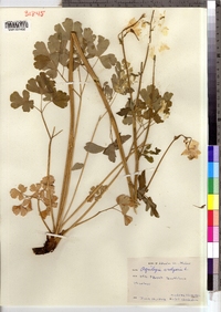 Aquilegia vulgaris image