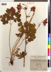 Aquilegia vulgaris image