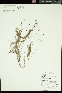 Utricularia minor image