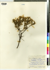 Image of Ericameria linearifolia