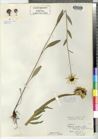 Rudbeckia hirta var. pulcherrima image