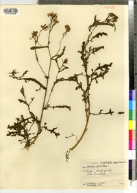 Senecio sylvaticus image