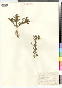 Senecio vulgaris image