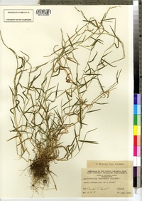 Muhlenbergia schreberi image