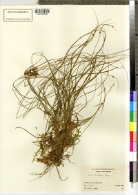 Carex trisperma image