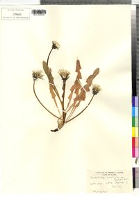 Taraxacum officinale ssp. ceratophorum image
