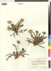 Taraxacum officinale image