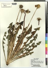 Taraxacum officinale image