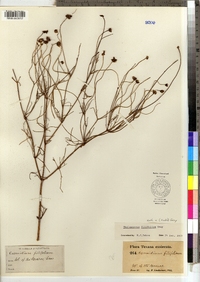 Thelesperma filifolium image