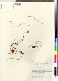 Cuscuta gronovii var. latiflora image