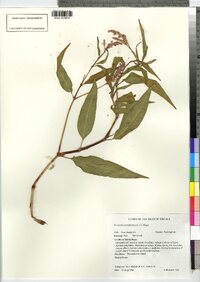 Polygonum pensylvanicum image