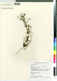 Epilobium ciliatum image