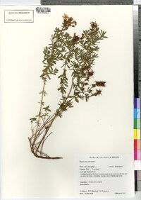 Hypericum perforatum ssp. perforatum image
