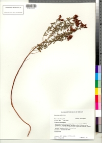Hypericum perforatum ssp. perforatum image