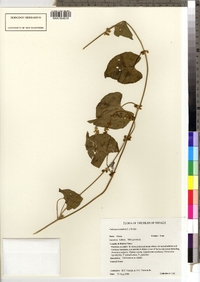 Polygonum scandens var. scandens image