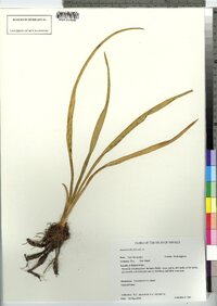 Hemerocallis fulva image