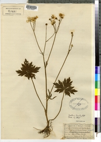 Ranunculus acris image