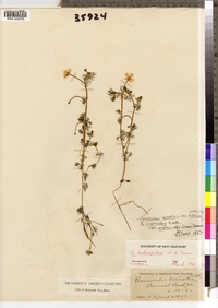 Ranunculus aquatilis var. diffusus image