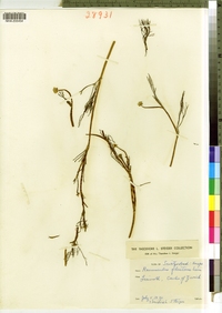 Image of Ranunculus fluitans